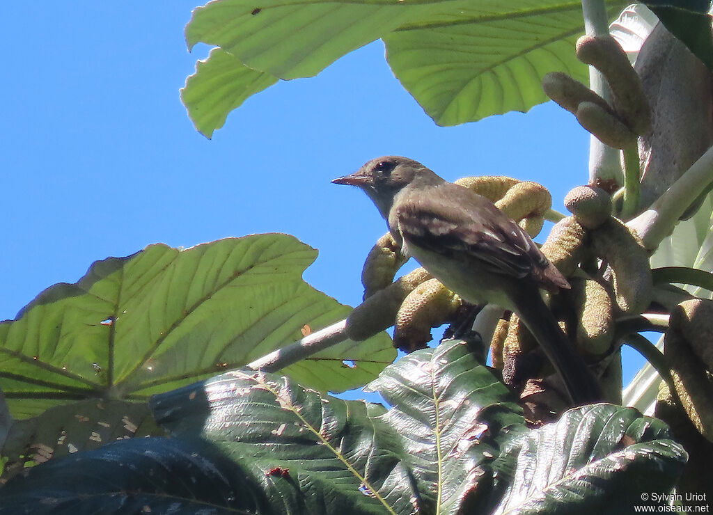 Caribbean Elaeniaadult