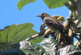 Caribbean Elaenia