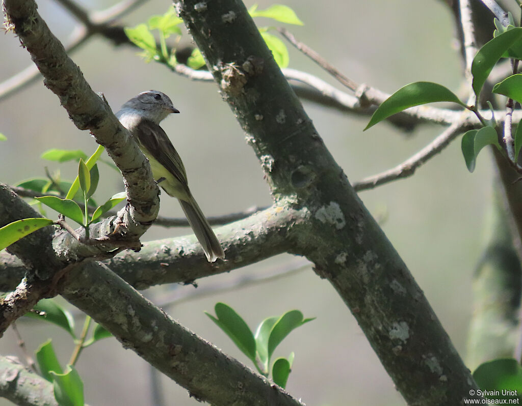 Pacific Elaenia