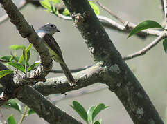 Pacific Elaenia