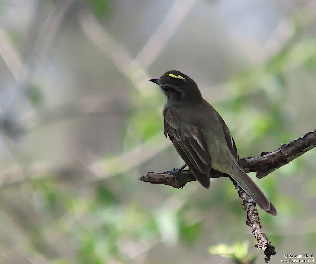 Pacific Elaenia