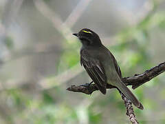 Pacific Elaenia