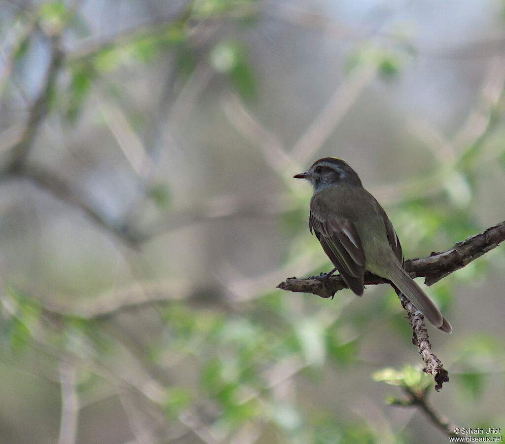 Pacific Elaenia