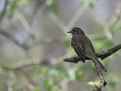 Pacific Elaenia