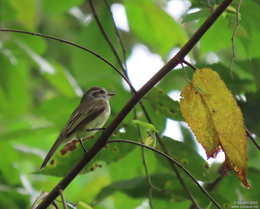 Pacific Elaeniaadult