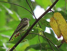 Pacific Elaenia