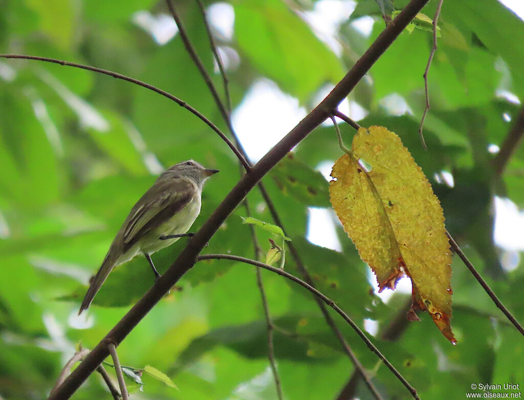 Pacific Elaeniaadult