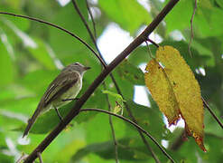 Pacific Elaenia