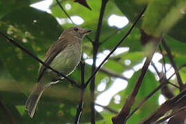 Greenish Elaenia