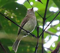 Greenish Elaenia