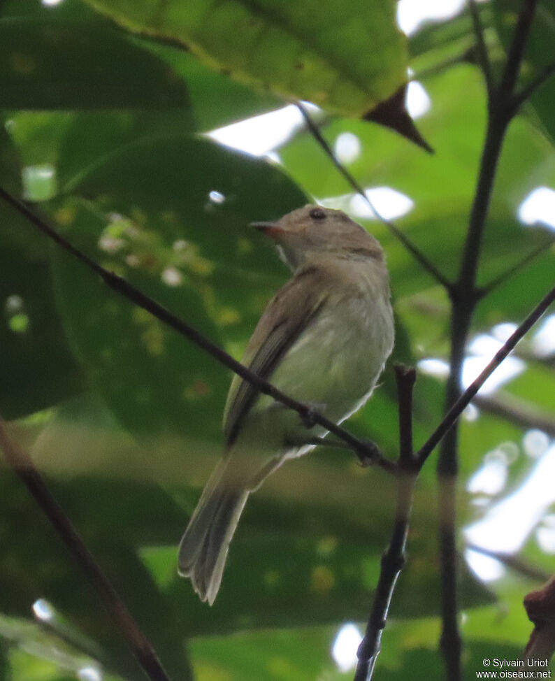 Greenish Elaenia