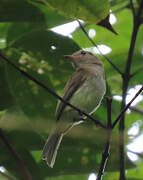 Greenish Elaenia