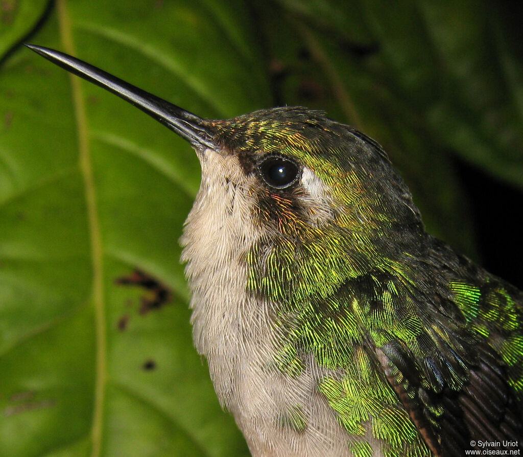 Blue-tailed Emerald female adult