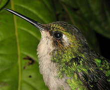 Blue-tailed Emerald