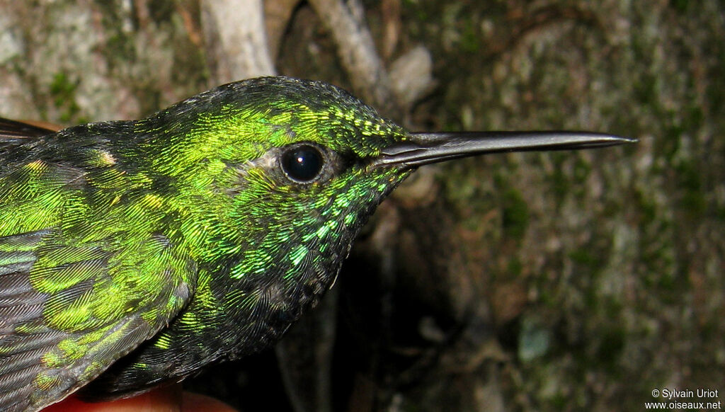 Blue-tailed Emerald male adult