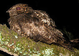 Short-tailed Nighthawk