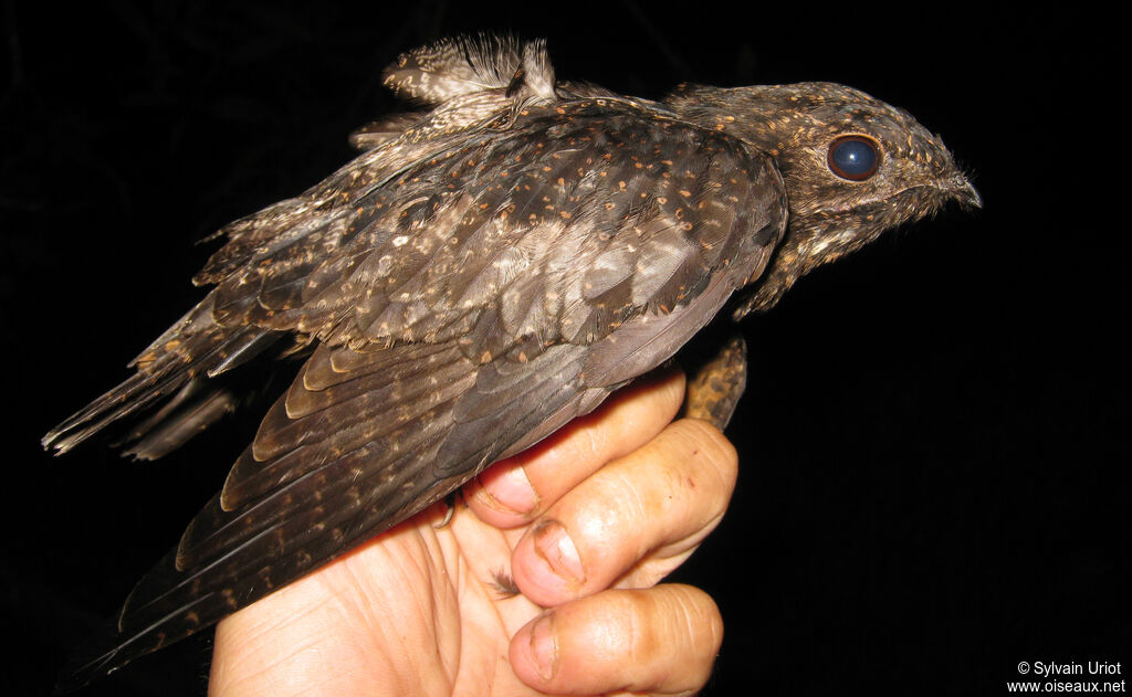 Short-tailed Nighthawk