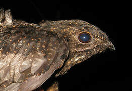 Short-tailed Nighthawk