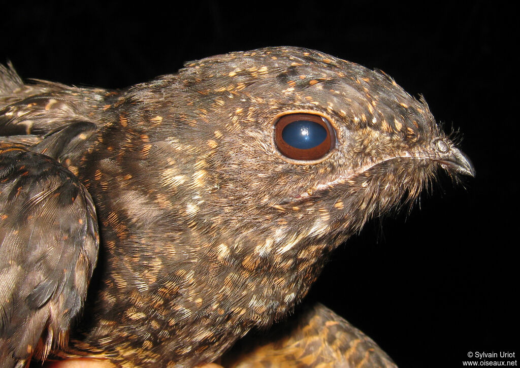 Short-tailed Nighthawk