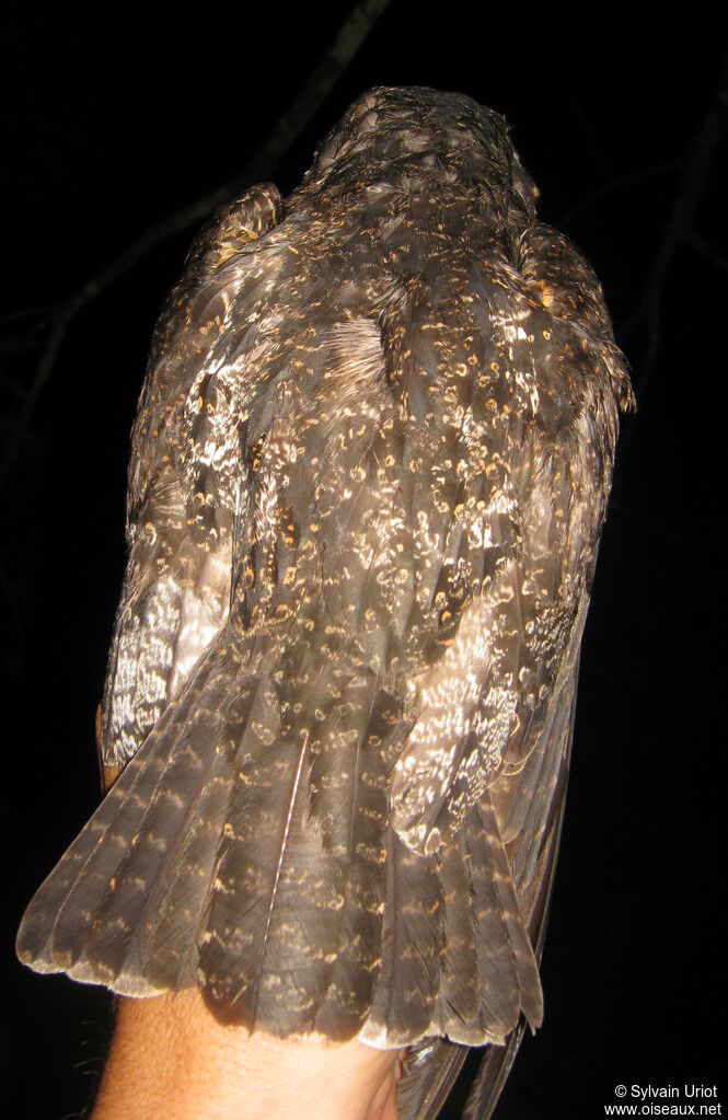 Short-tailed Nighthawk