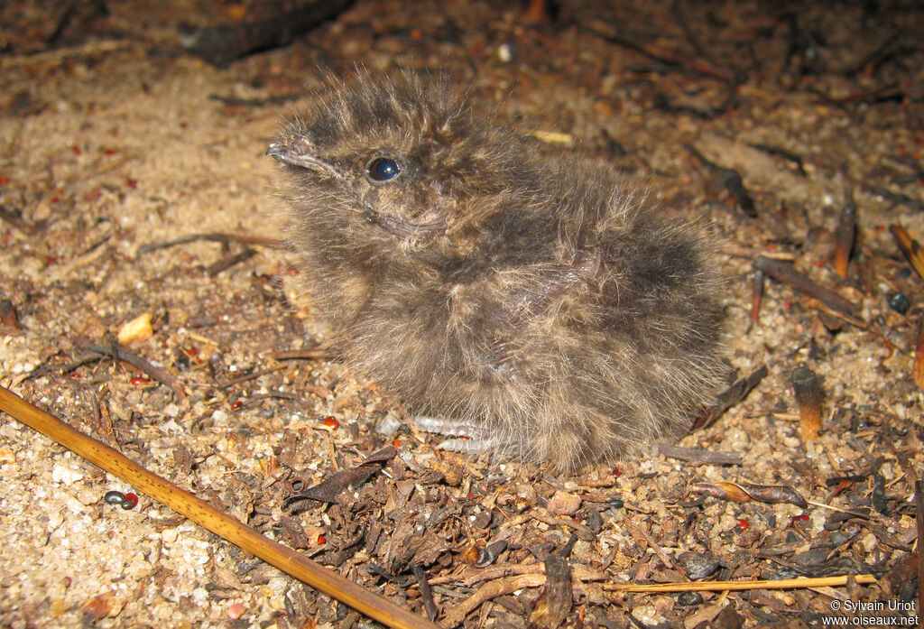 Spot-tailed NightjarPoussin