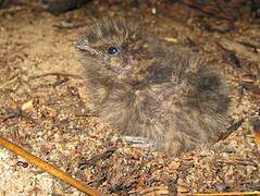 Spot-tailed Nightjar