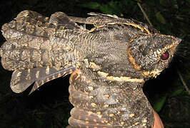 Spot-tailed Nightjar