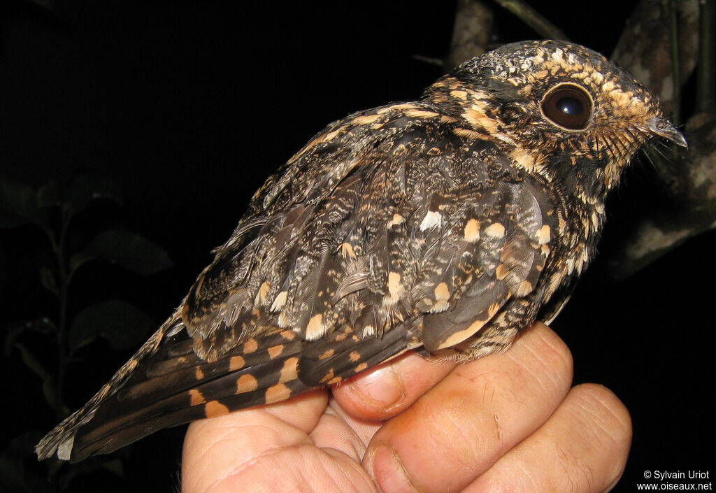 Spot-tailed Nightjar female adult