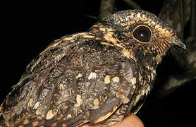 Spot-tailed Nightjar