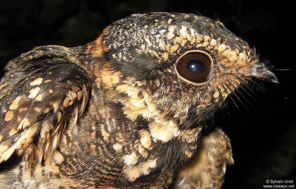 Spot-tailed Nightjar