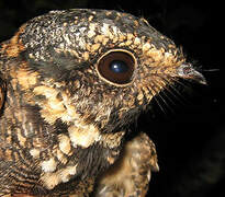 Spot-tailed Nightjar