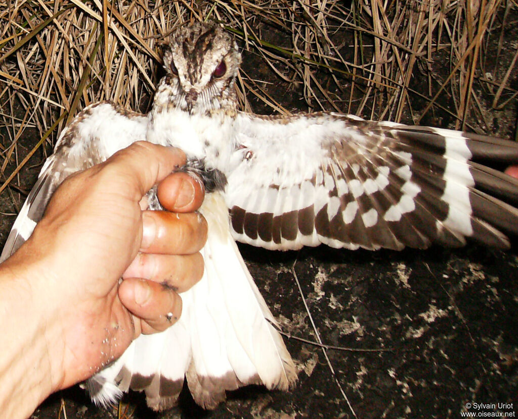 White-tailed Nightjar male adult