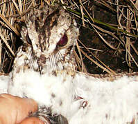 White-tailed Nightjar