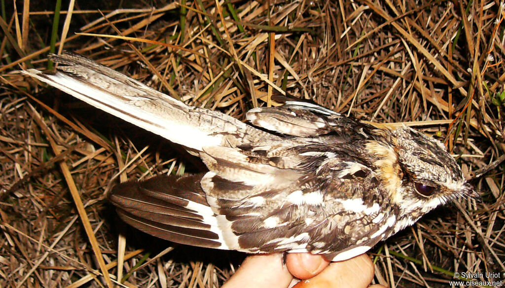 White-tailed Nightjar male adult