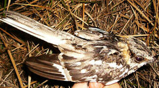 White-tailed Nightjar