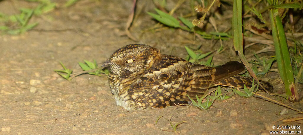 White-tailed Nightjar female