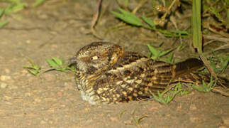 White-tailed Nightjar