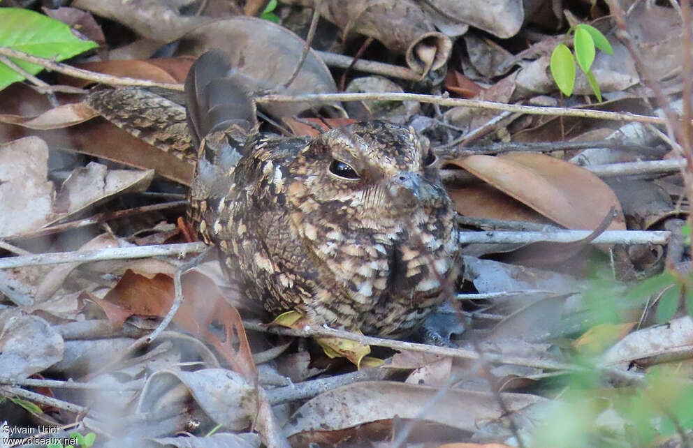 White-tailed Nightjar female adult, close-up portrait