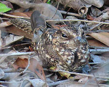 White-tailed Nightjar