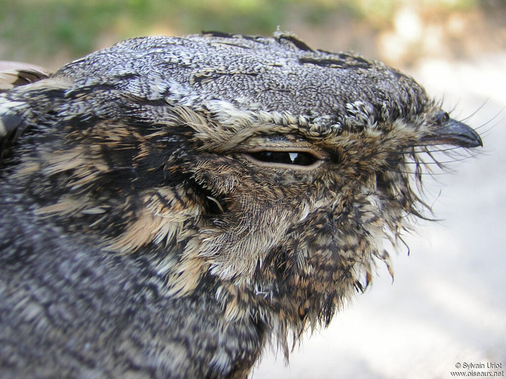 European Nightjaradult, close-up portrait