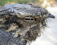 European Nightjar