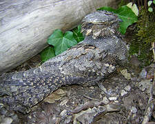 European Nightjar