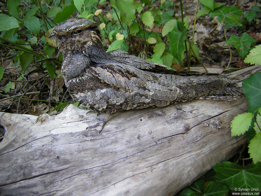 European Nightjar female adult, identification