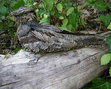 European Nightjar