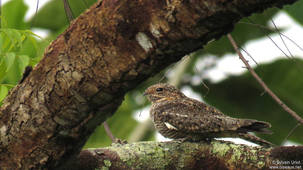 Lesser Nighthawk