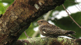 Lesser Nighthawk