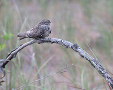 Lesser Nighthawk