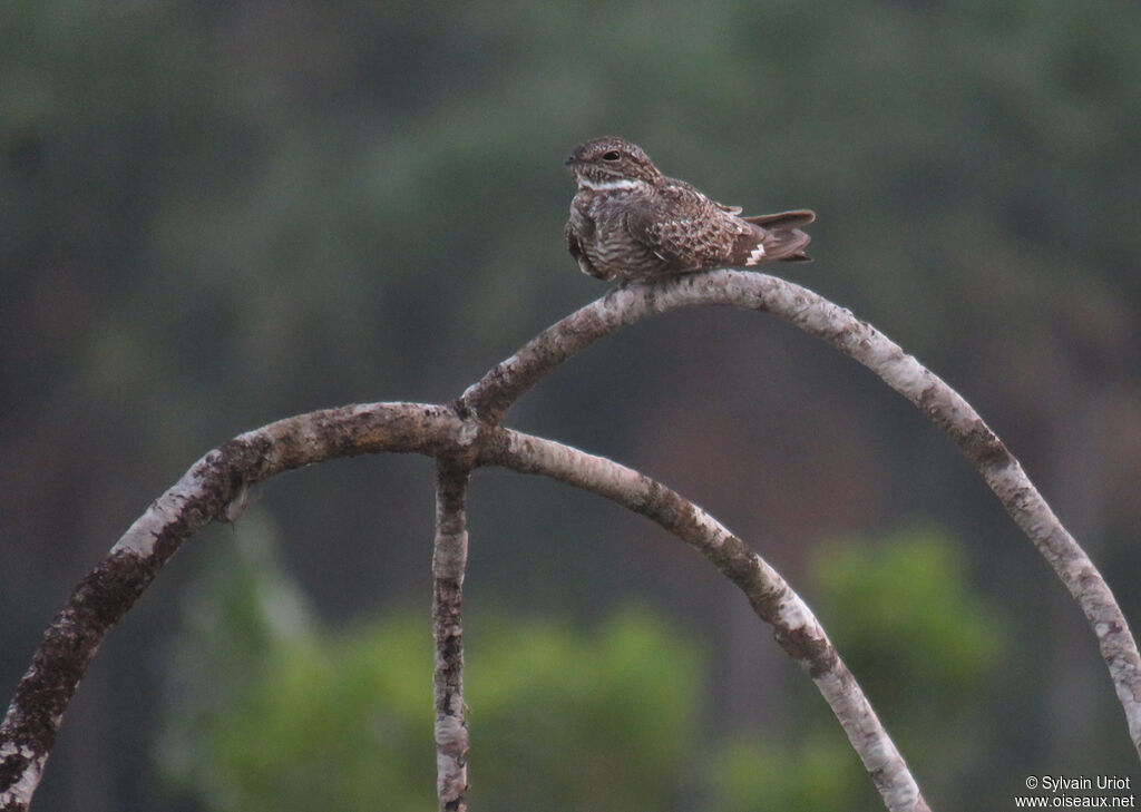 Lesser Nighthawk male adult