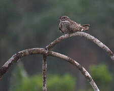 Lesser Nighthawk