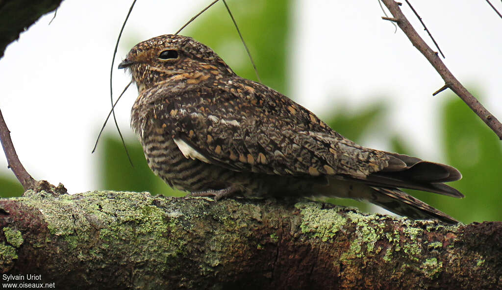 Lesser Nighthawkadult, identification